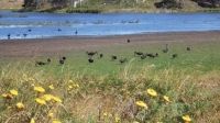 Tableland wetland: A view of the Lagoon with its abundant Black Swans, Black Winged Stilts and native flora.