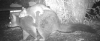a possum mama and baby wander past a camera