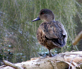 Brown Teal