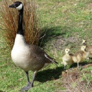 Canada Geese