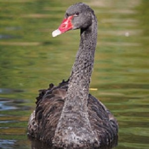 Black Swan