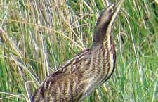 Bittern