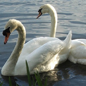 Mute Swans