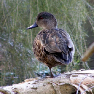 brown teal/pāteke