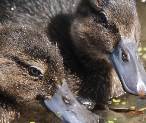 Brown Teal