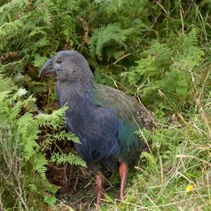 Takahē