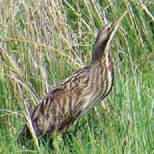 Bittern