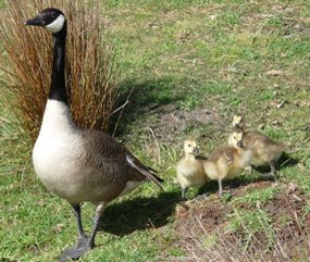 Canada Geese