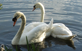 Mute Swans