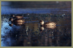 brown teal/pāteke