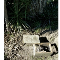 Baited trap: With egg. Photo: Ian Jensen.