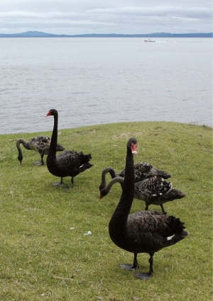 Lake family: Black swans at Lake Taupo