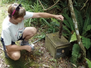 Trap checking: Janet Wilson finds the best kind of stoat – a dead one.