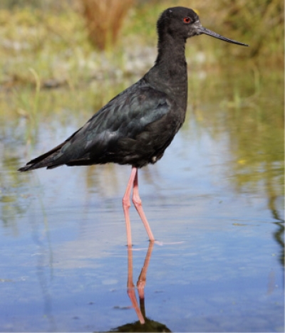 A black stilt in the Mackenzie Basin.