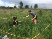 Shannon Bentley, right, and a colleague, Nicki Papworth, taking plant measurements in one of the wetlands.