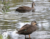 Ducks in suburban Australia
