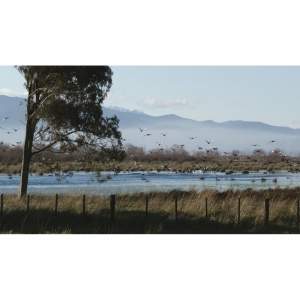 On the wing: Plenty of birds at the Wairio wetland.