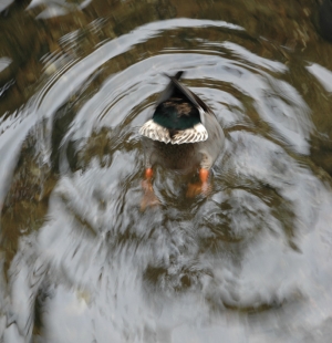 Bottoms up: A Mallard drake getting dinner the hard way.