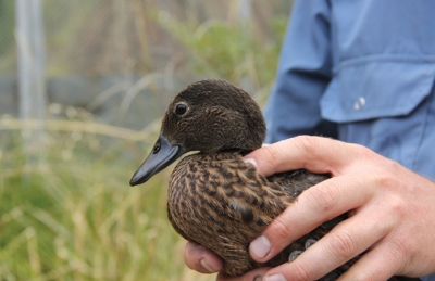A pateke at the Isaac Conservation and Wildlife Trust