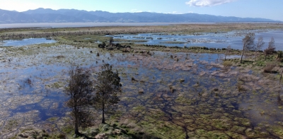 Looking down on Wairio and, inset, one of the kahikatea seedlings.