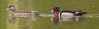 Treat in store: Interesting water birds at Bourke wetlands.