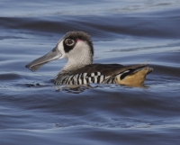 the pink-eared duck
