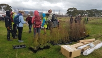 Preparations for underfill planting