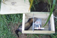 A weasel, the main catch at Ian’s Te Horo property