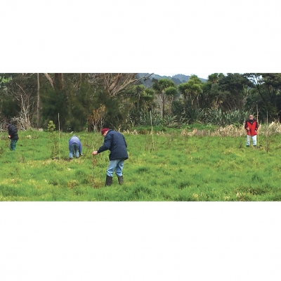 Trees going in: Rotary International’s call to plant a tree to mitigate against Global Warming was taken up by a group of local Rotarians who managed to do far better than just one tree and included 20-30 large sized kahikatea and pukatea.