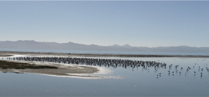 he view from the Miranda Shorebird Centre&#039;s hide on the western coast of the Firth of Thames.