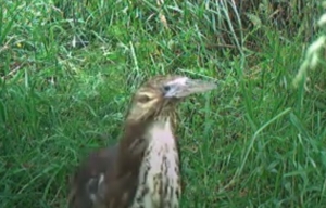 Bittern snapped!