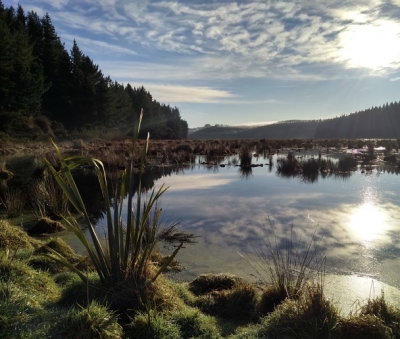 Takitakitoa Wetland, a project funded by the Game Bird Habitat Trust. 