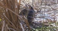 Typical male: Elvis Presley in cage trap looking at his own reflection.