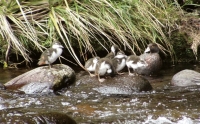 Whio: Enjoying the water in a fast running Tongariro stream.