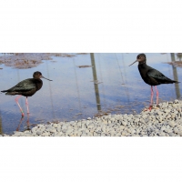 Black stilts: Breeding pair.