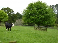 Beech tree