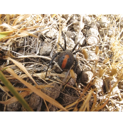 Redback: Not nice spider.