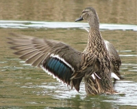 Wing stretch: A great sight