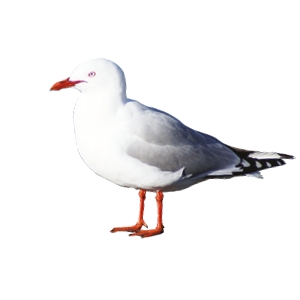 Red=Billed Gull