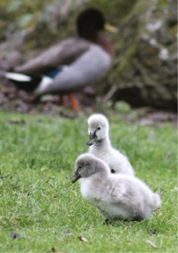 Fluffy: Cute at this age.