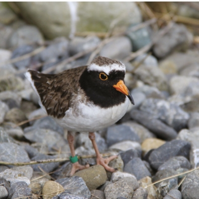 Stand out bird: Shore plover with orange bill. 