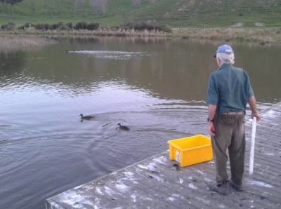 Sandy Bull releases pāteke at the Nick’s Head Station wetland.