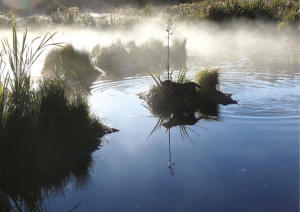 Duck shoot: Misty morning at Lake Huritini – spot the dog.