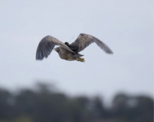 On the wing: Is this Robbie at Tootgarook Swamp near Melbourne? If not, who is it? Vin?  Coly-Lion? Another?