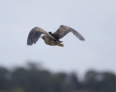 On the wing: Is this Robbie at Tootgarook Swamp near Melbourne? If not, who is it? Vin?  Coly-Lion? Another?