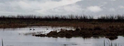 Australian Bittern