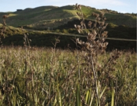 Taupo Swamp: A great example of well cared for wetland. 