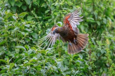 Kākā in flight