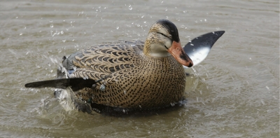 Decoy: One of those fancy wing flapping splashing toys.