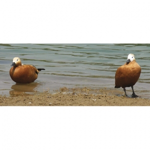 Sacred ducks: Ruddy shelduck